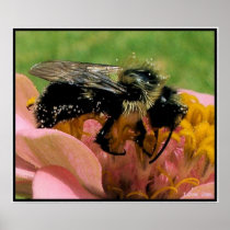 Up Close with The Bee