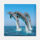 Up Up Up Dolphins Magnet