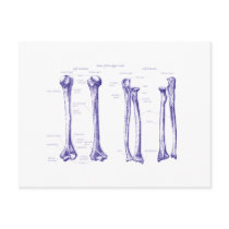 Upper Limb Blue Post Cards