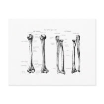 Upper Limb Grey Post Cards