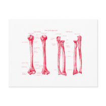 Upper Limb Red Postcards