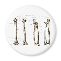 Upper Limb Sepia Refrigerator Magnet