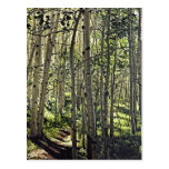 Upper Trail Oil Painting Postcard