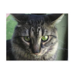 Upset Cat postcards