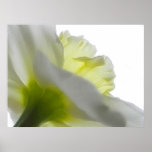 Upwards - Daffodil Petals From Below Poster