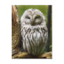 Ural Owl perched on a limb Postcard