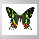 Urania Sunset Moth Poster posters