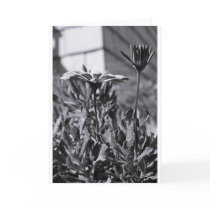 Urban Flowers
