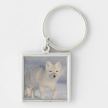 USA, Alaska, 1002 Coastal Plain of the ANWR. An 3 Keychain
