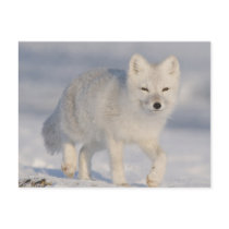 USA, Alaska, 1002 Coastal Plain of the ANWR. An 3