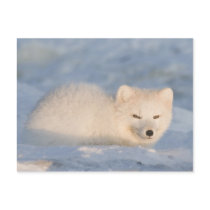 USA, Alaska, 1002 Coastal Plain of the ANWR. An