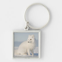 USA, Alaska, 1002 Coastal Plain of the Arctic 5 Key Chain