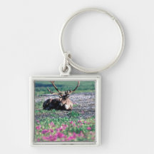 USA, Alaska, Denali National Park, Caribou Keychains