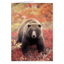 USA, Alaska, Denali NP, female Grizzly Bear Greeting Card