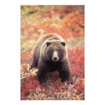 USA, Alaska, Denali NP, female Grizzly Bear Photo