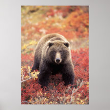 USA, Alaska, Denali NP, female Grizzly Bear Poster