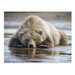 USA, Alaska, Katmai National Park, Brown Bear 4 Postcards
