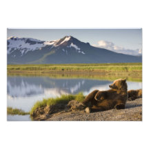 USA, Alaska, Katmai National Park, Brown Bears 2 Photo Print