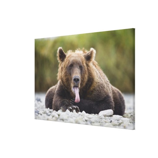 USA, Alaska, Katmai National Park, Kukak Bay, Stretched Canvas Prints