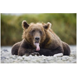 Funny Canvas Prints