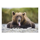 USA, Alaska, Katmai National Park, Kukak Bay, Photograph