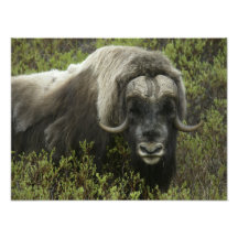 USA, Alaska, Nome. Close-up of musk ox Photograph