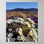 USA, California, Anza-Borrego DSP. Dune evening 2