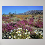 USA, California, Anza-Borrego DSP. Dune evening