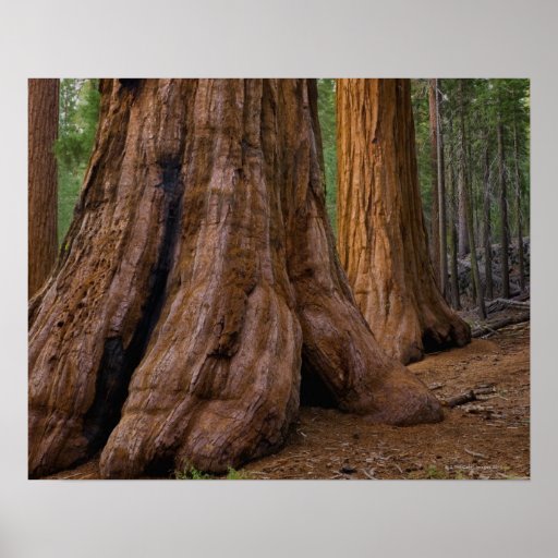 USA, California, Giant Sequoia tree Poster