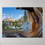 USA, California, Inyo National Forest. Old Pine Poster