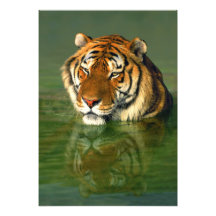 USA, California, Los Angeles County. Bengal Photographic Print