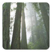 USA, California, Redwood National Park, Square Stickers