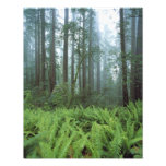 USA, California, Redwood NP. Ferns and Photo Print