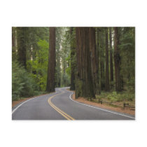 USA, California, road through Redwood forest Postcard