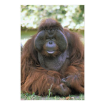 USA, California, San Diego Zoo. Captive Photograph