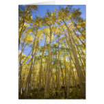 USA, Colorado, Autumn Aspens Along the Last