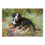 USA, Colorado, Breckenridge. Female Bernese photography