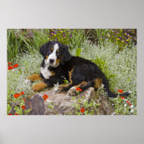 USA, Colorado, Breckenridge. Female Bernese