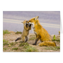 USA, Colorado, Breckenridge. Red fox mother 2 Cards