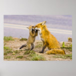 USA, Colorado, Breckenridge. Red fox mother 2