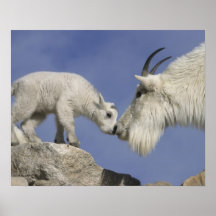 USA, Colorado, Mount Evans. Mountain goat mother Posters
