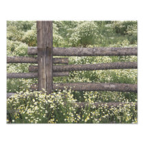 USA, Colorado, Wild Chamomile around log fence