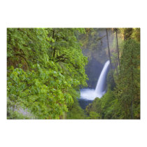 USA, Eagle Creek, Columbia Gorge, Oregon. 2