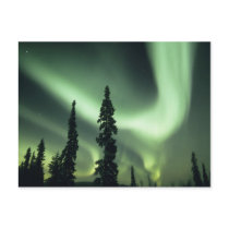USA, Fairbanks area, Central Alaska, Aurora 2 Postcard