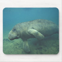 USA, FL, Manatee Mousepads