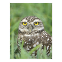 USA, Florida, Cape Coral, Burrowing Owl (Athene Post Card