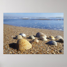 USA, Florida, Coastal Sea Shells Posters