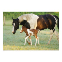 USA, Florida, Newborn Paint filly