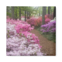 USA; Georgia; Pine Mountain. Azaleas at 2