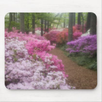 USA; Georgia; Pine Mountain. Azaleas at 2